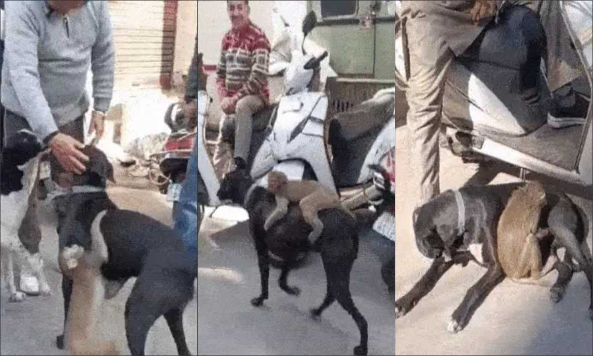 monkey,monkey and dog friendship,love and friendship,baby monkey,monkey and dog bond,dance monkey,monkey in jalandhar,monkey video,monkey in jalandhar vikaspuri,viral animal friendship,monkey cartoon,monkey funny video,jalandhar viral story