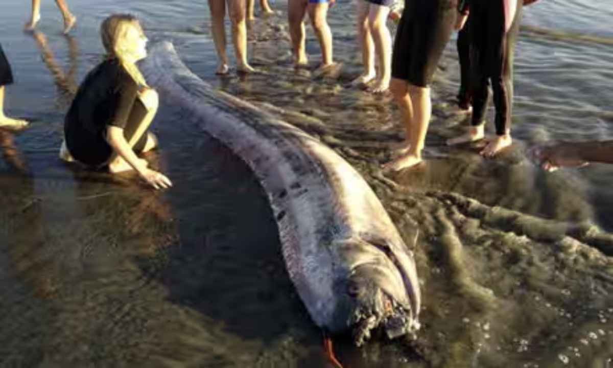 समुद्री सर्प, समुद्री जीवन, कैलिफोर्निया, ओर्फिश, व्हेल, Stejneger's Beaked Whale, समुद्र तट, दुर्लभ मछली, समुद्र तट पर जीव, marine life, ocean discoveries, California beach, sea serpents, rare marine creatures